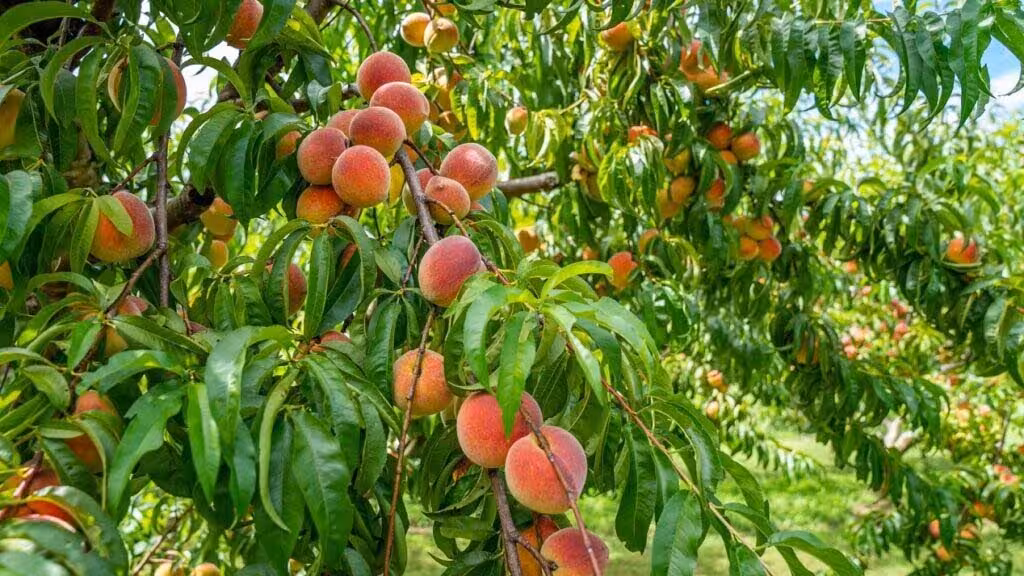 Melocotones en &aacute;rbol (Foto Cooperativas AgroAlimentarias)