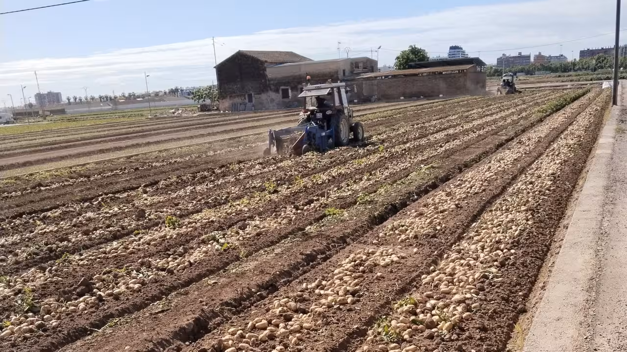 Patatas de la huerta valenciana (Foto AVA-Asaja)