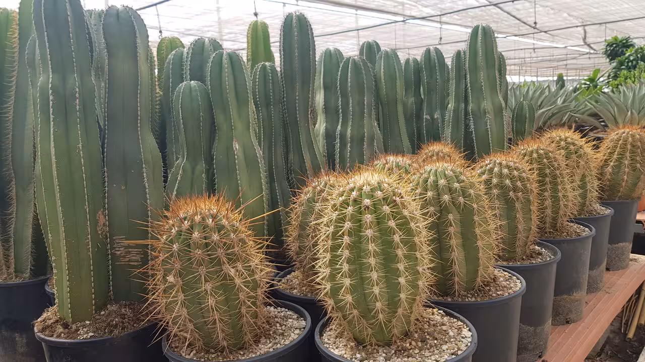 Cultivo de cactus (Foto Plantaespa&ntilde;a)