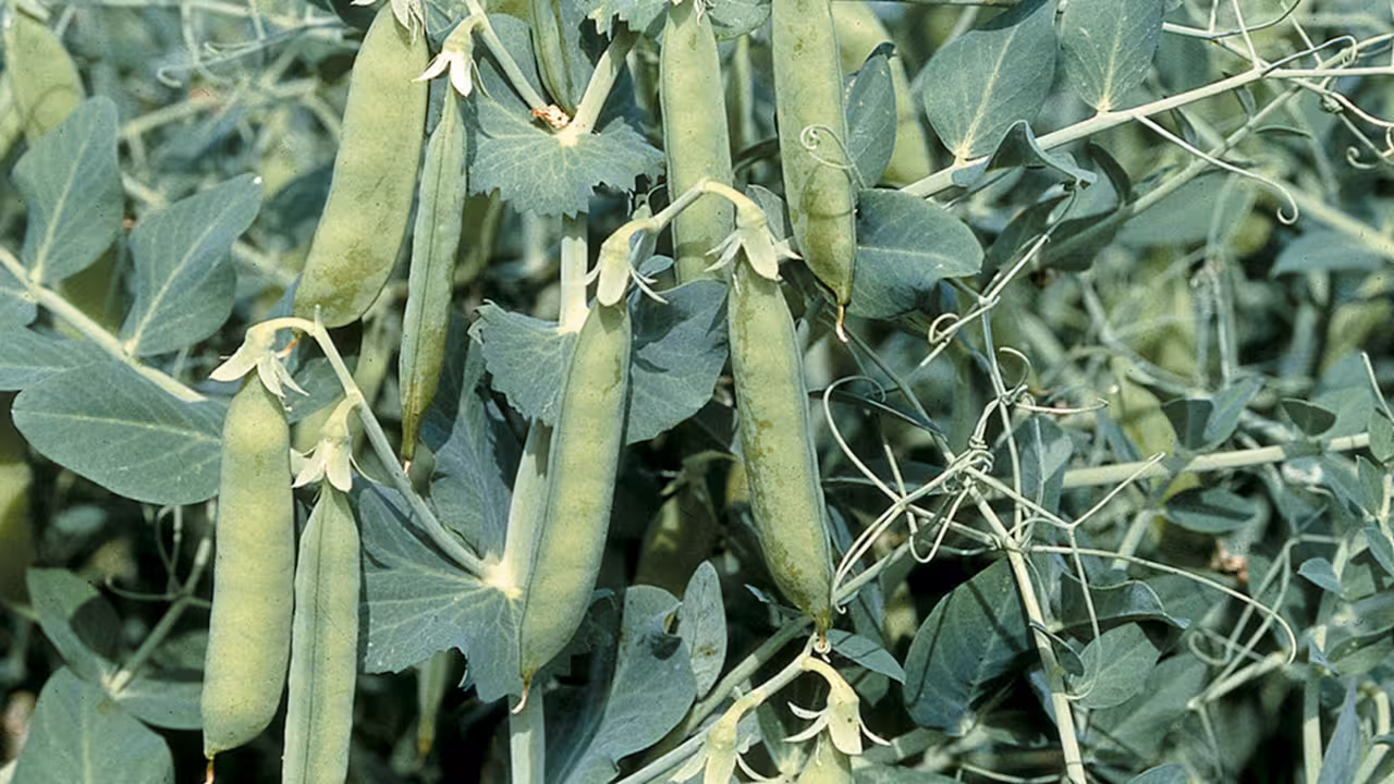 Cultivo de guisante (Foto BASF)