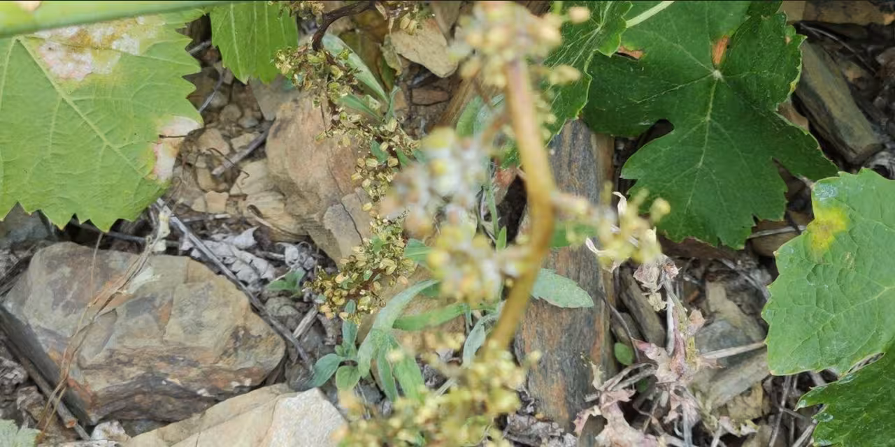 Vi&ntilde;edo afectado por mildiu (Foto Consejo Regulador de las DDOO M&aacute;laga)