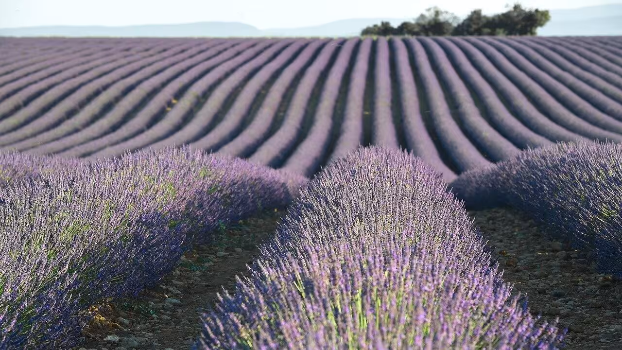 Cultivo de lavanda (Instituto IIE)