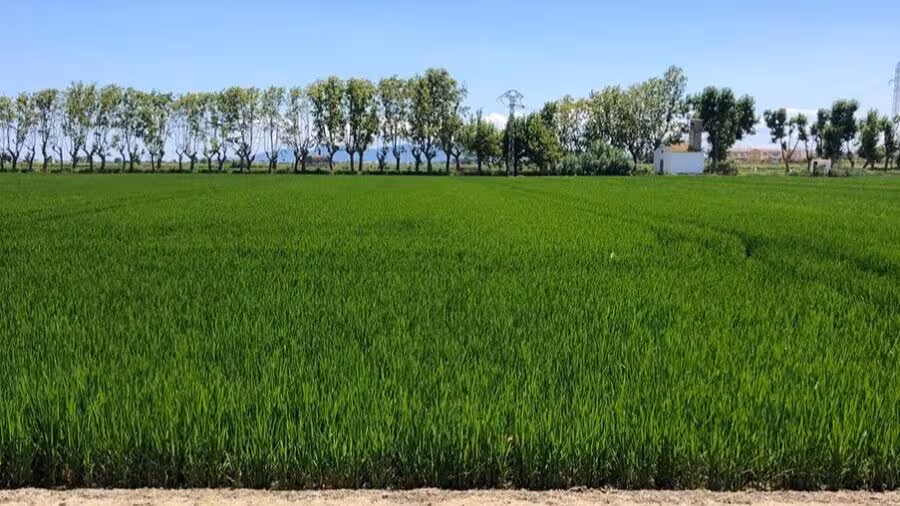 Cultivo de arroz (Foto AVA-Asaja)