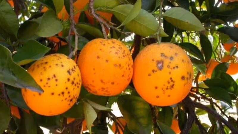 Naranjas con mancha negra (Foto La Uni&oacute;)