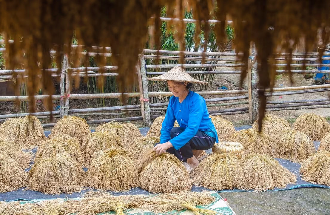 Secado de arroz en Asia (Foto Pixabay)