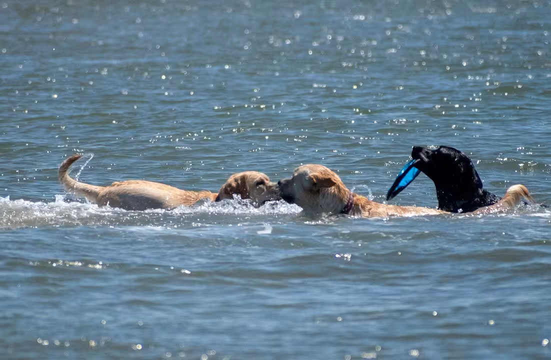 Perros en una playa (Imagen de Bruce Emmerling en Pixabay)
