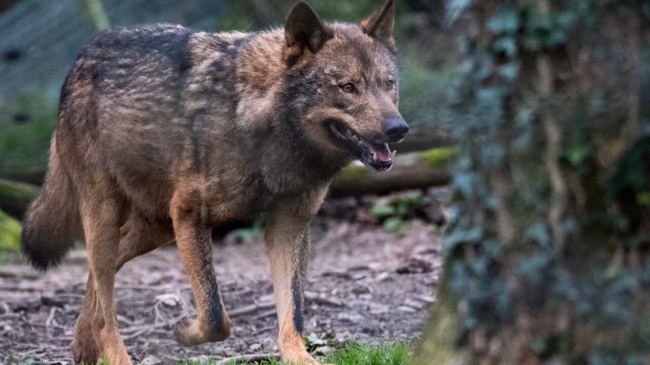Lobo (Foto Miteco)
