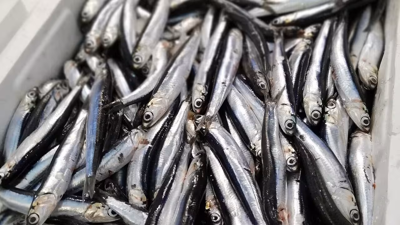 Anchoa del Cant&aacute;brico (Foto MAPA)