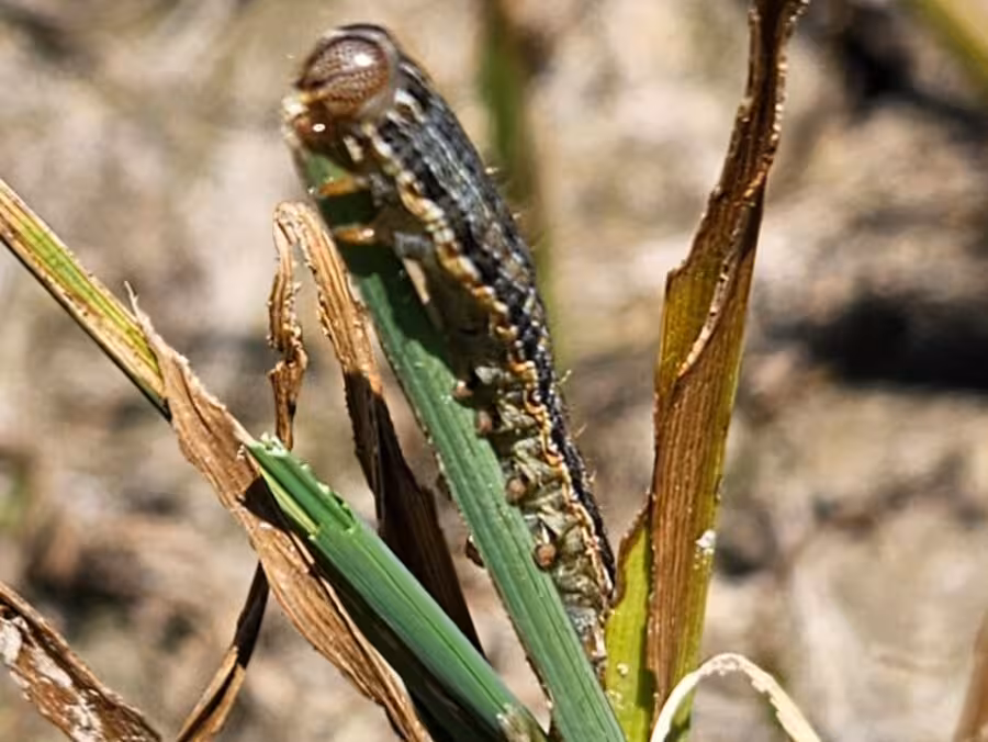 Plaga rosquilla del arroz (Foto AVA Asaja)