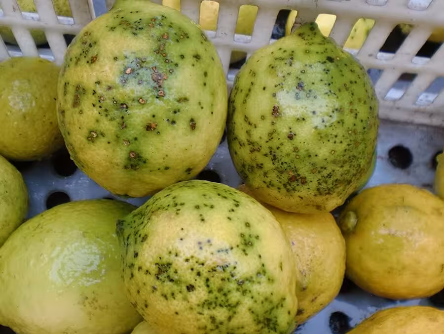 Limones importados con mancha negra (Foto AVA-Asaja)