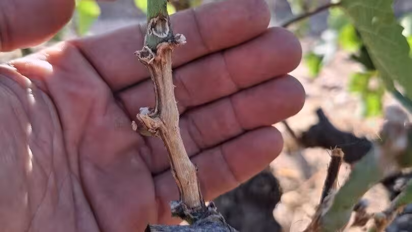 Da&ntilde;os en vi&ntilde;edo causados por topillos (Foto UPA CyL)