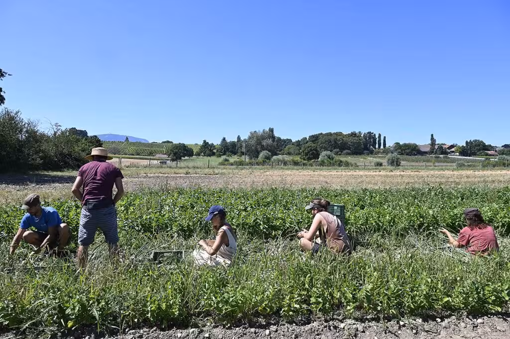 Agricultores en el campo (Foto Coordinadora Europea V&iacute;a Campesina ECVC)