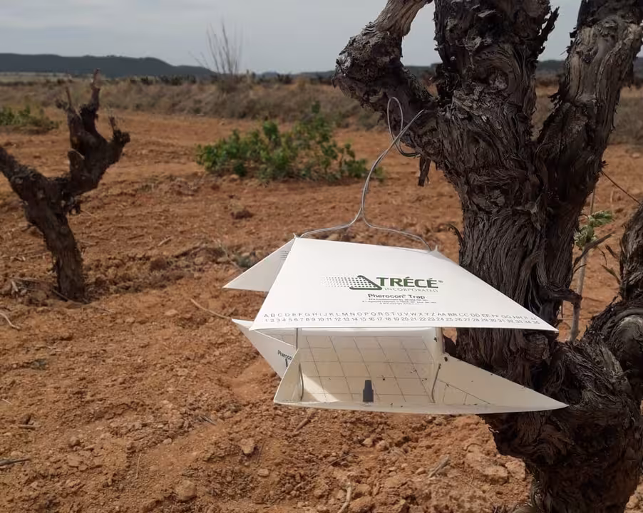 Instalaci&oacute;n de difusores de feromonas contra la polilla de la vid (Foto Comunidad Valenciana)