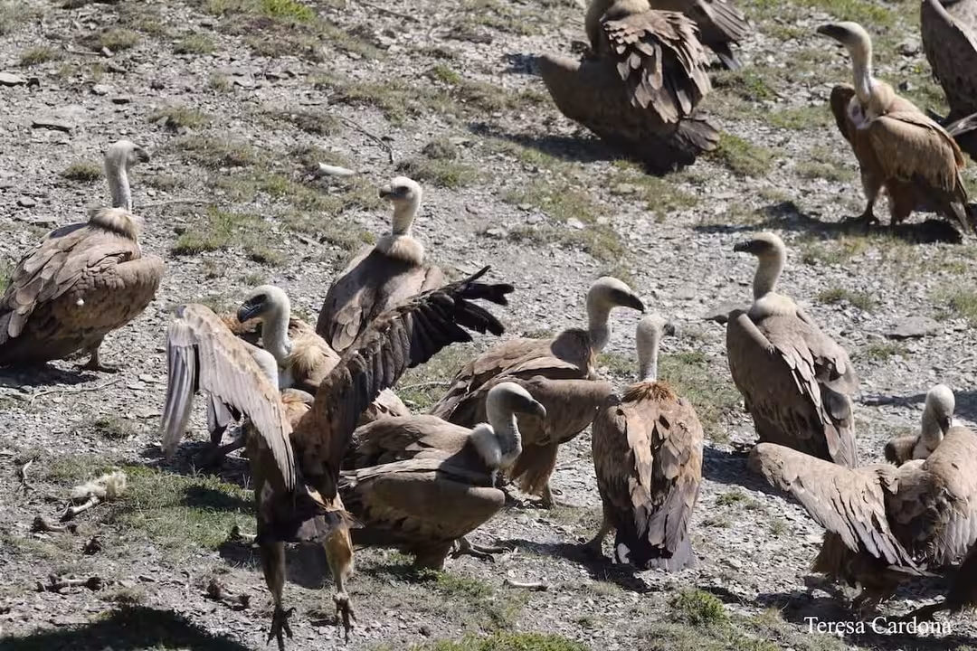 Buitres leonados (Foto IREC)