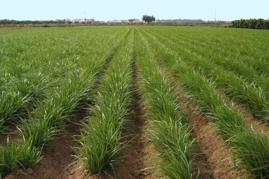 Cultivo de chufa en Valencia (Foto AVA_Asaja)