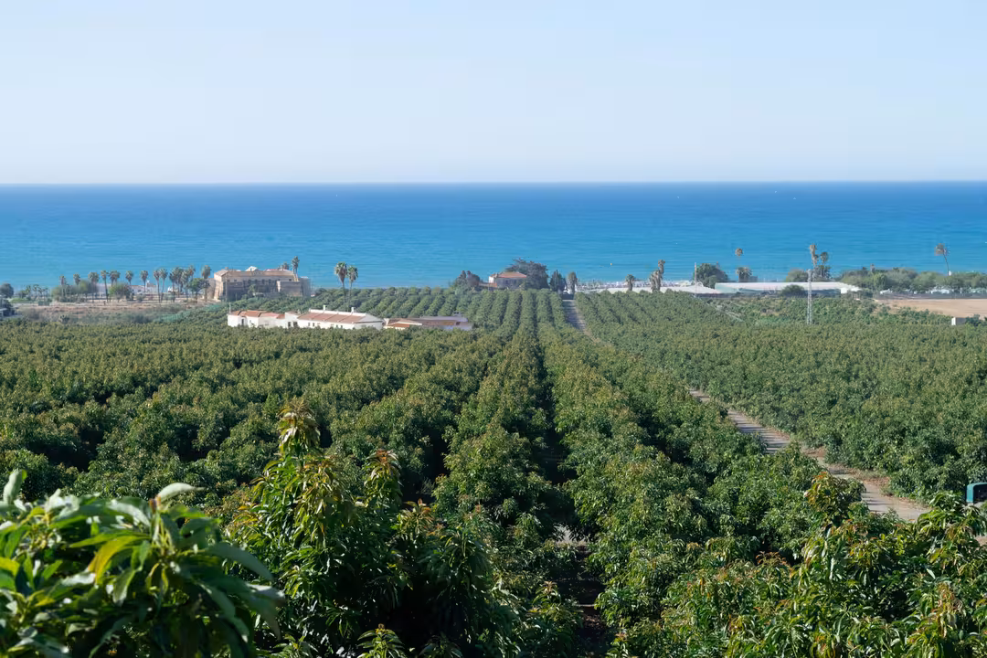 Plantaci&oacute;n de aguacate (Foto Montosa)