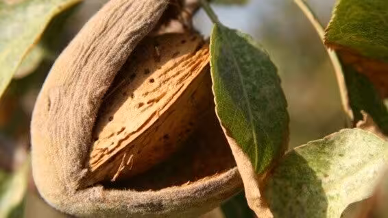 Frutos de c&aacute;scara (Foto MAPA)