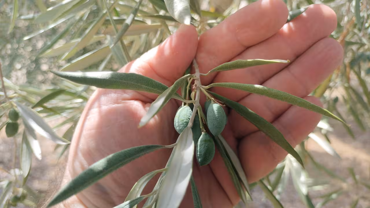 Olivar estr&eacute;s t&eacute;rmico (Foto COAG Andaluc&iacute;a)