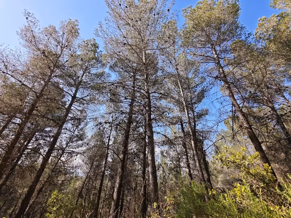 Pinada situada en el Coto Real de la Marina de la Sierra de Burete, ubicada en el t&eacute;rmino municipal de Ceheg&iacute;n (Foto CARM)