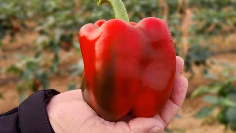 Pimiento rojo de invernadero (Foto Semillas Fit&oacute;)