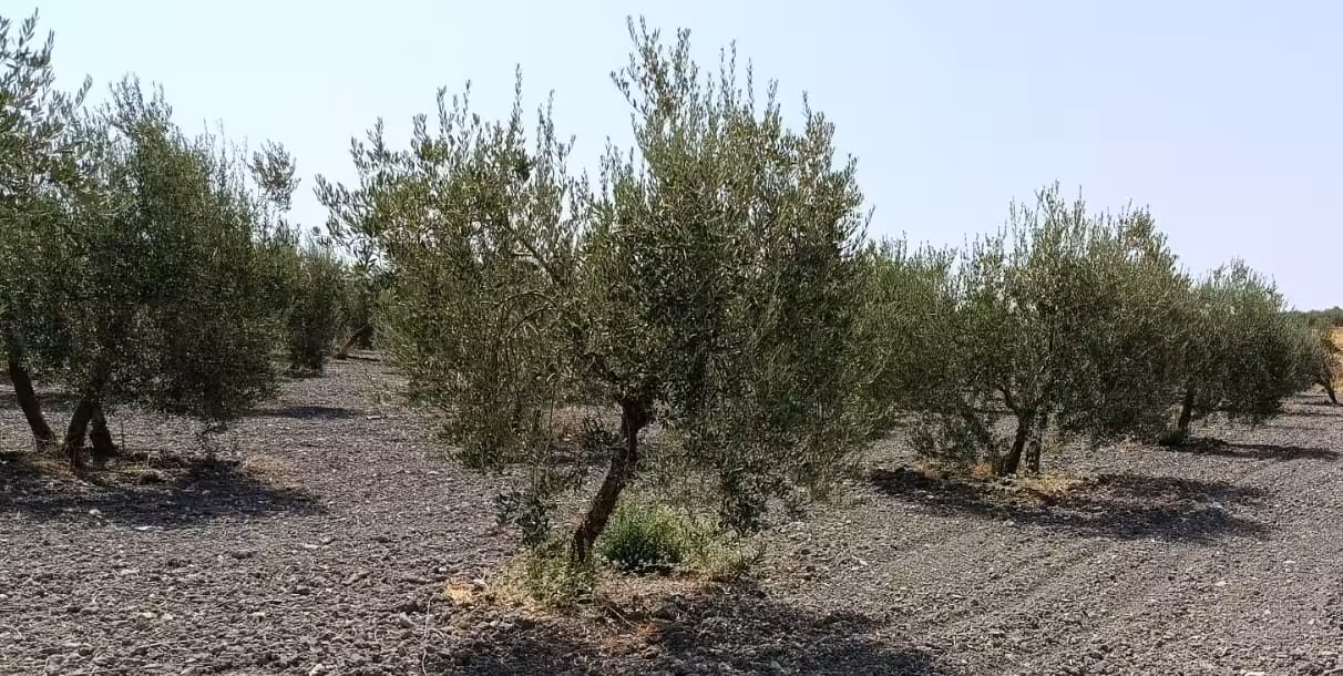 Aceituna de mesa Arahal (Foto COAG Andaluc&iacute;a)