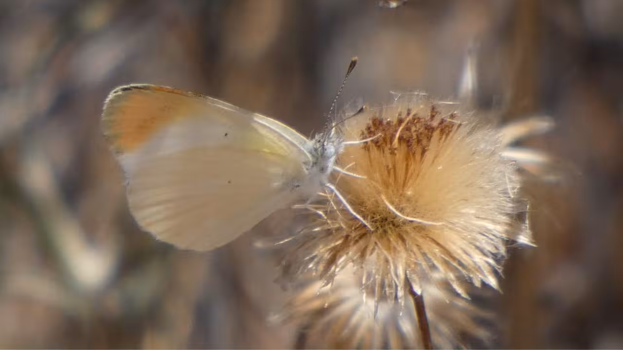 Ejemplar de las mariposas documentadas (Foto Universidad de Murcia)