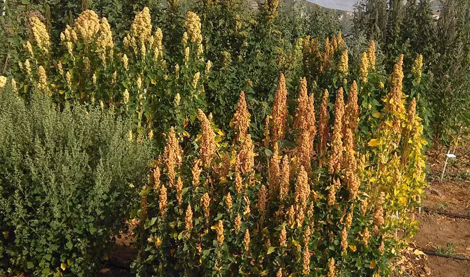 Ensayo de campo sobre propiedades de la quinoa (Foto Junta de Andaluc&iacute;a)