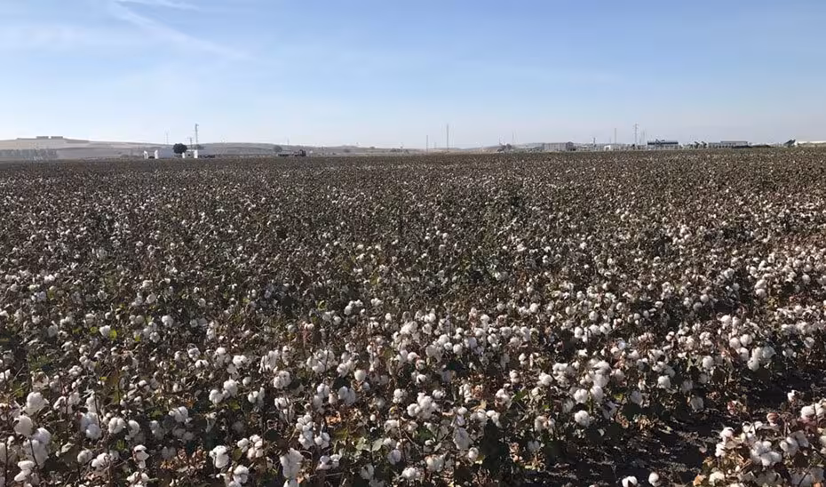 Parcela con cultivo de algod&oacute;n (Foto Junta de Andaluc&iacute;a)