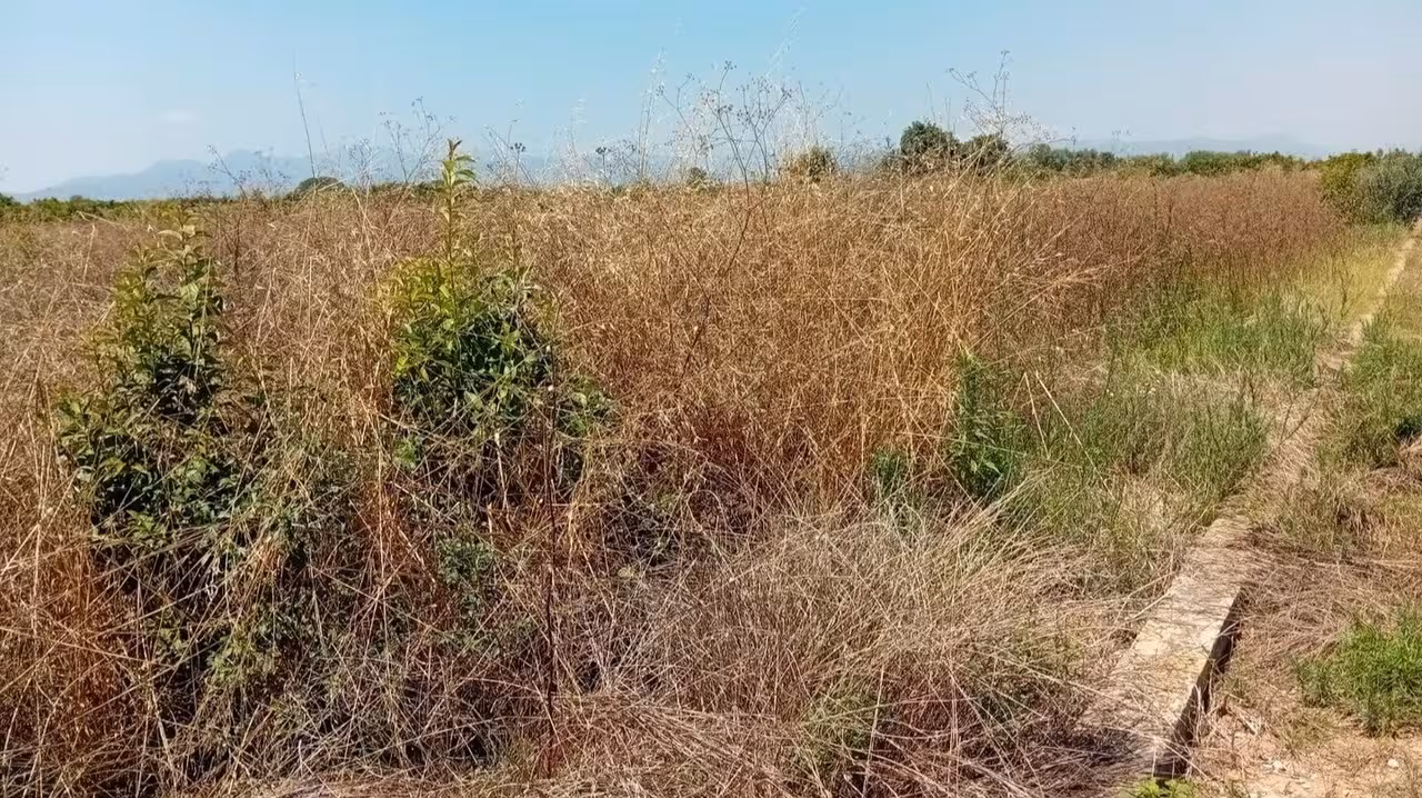 Plantaci&oacute;n citr&iacute;cola abandonada (Foto La Uni&oacute;)
