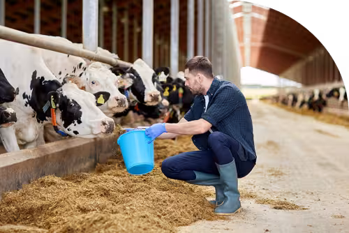 Ganadero alimentando a su ganado con pienso (Foto Cesfac)