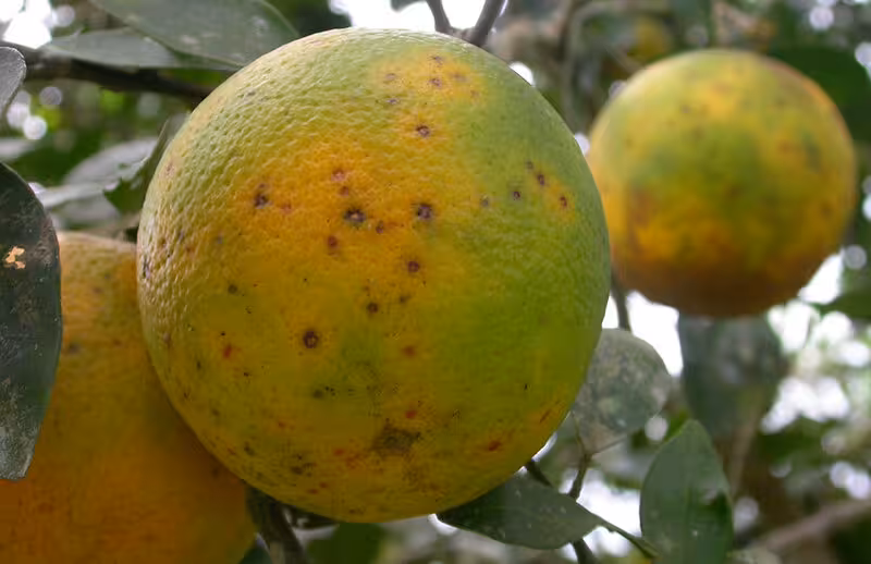 'Mancha negra' en c&iacute;tricos (Foto AVA-Asaja)