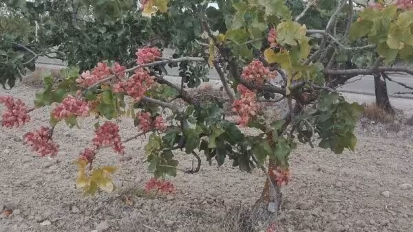 Recolecci&oacute;n de pistacho en una plantacion ecol&oacute;gica (Foto Appistaco)