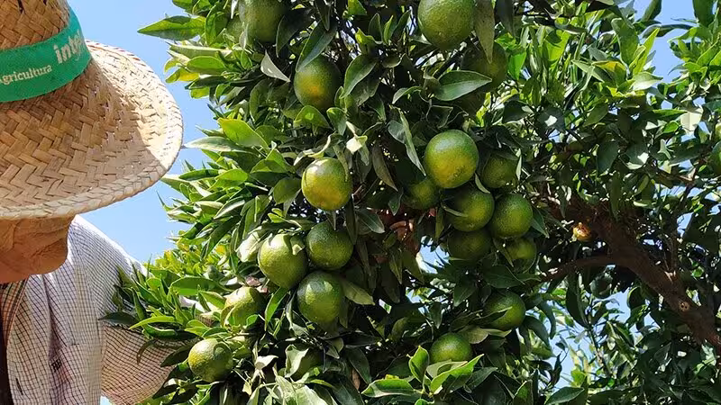 C&iacute;tricos en producci&oacute;n (Foto AVA-Asaja)