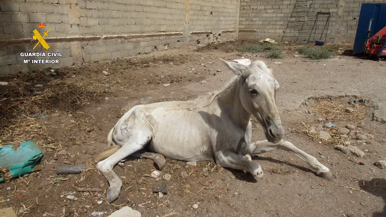 Operaci&oacute;n Fris&oacute;n de abandono animal en &Aacute;guilas (Foto Guardia Civil)