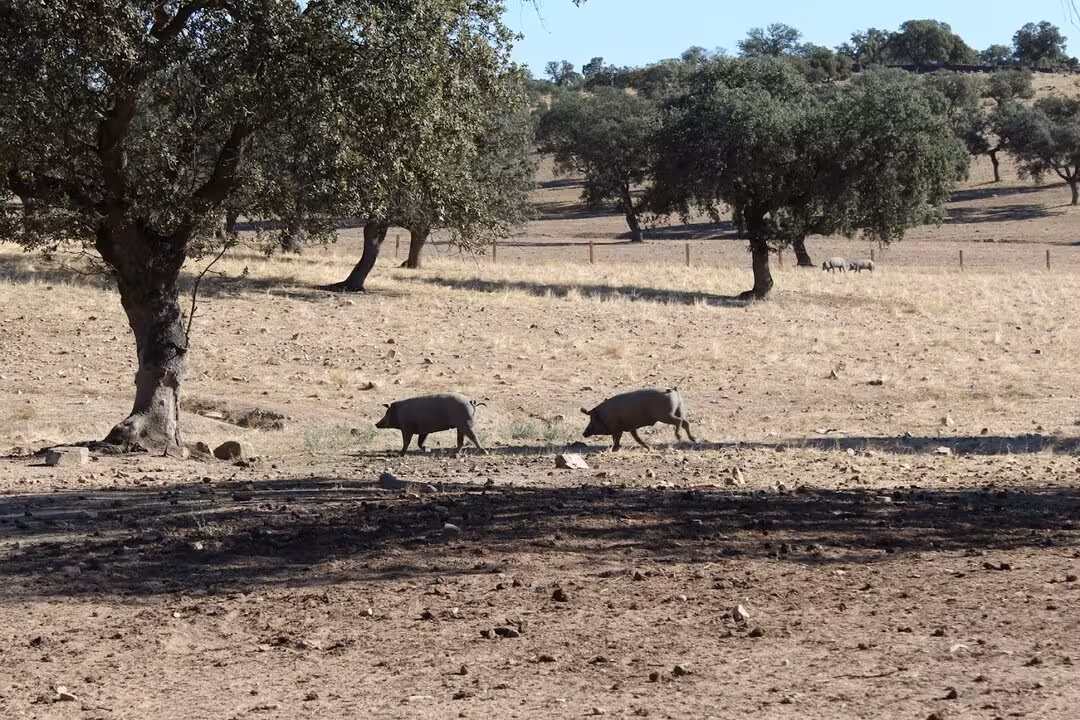 Porcino ib&eacute;rico en una dehesa (Foto Cooperatativas AgroAlimentarias Andaluc&iacute;a)