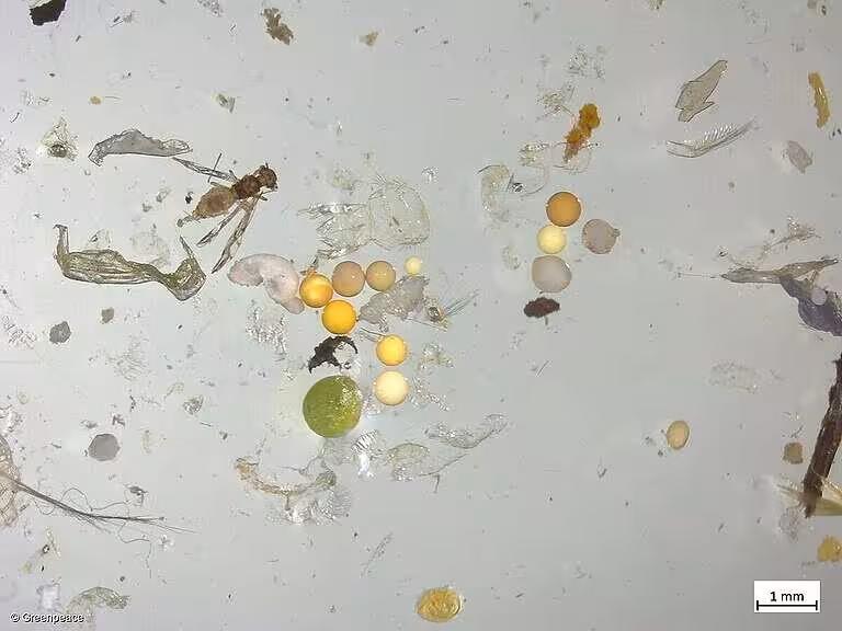 Micropl&aacute;sticos vistos al microscopio (Foto Greenpeace)
