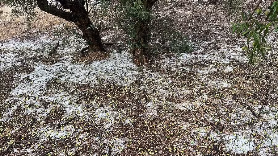 Da&ntilde;os por pedrisco en un olivar (Foto AVA Asaja)