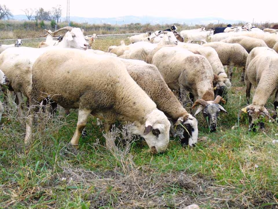 Reba&ntilde;o de ovejas pastando (Foto COAG Andaluc&iacute;a)