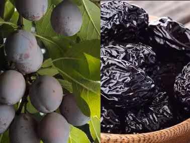 Ciruela chilena (Foto Chileprunes)