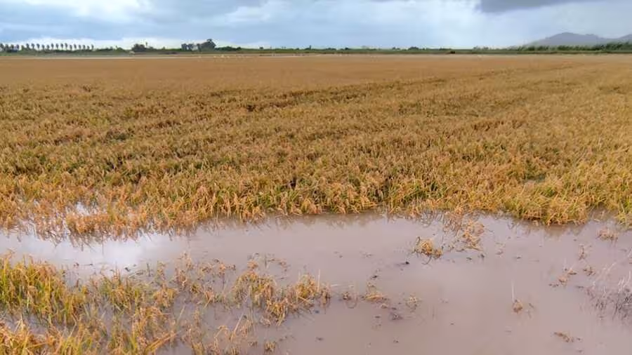 Campo de cultivo tras la lluvia (Foto AVA-Asaja)