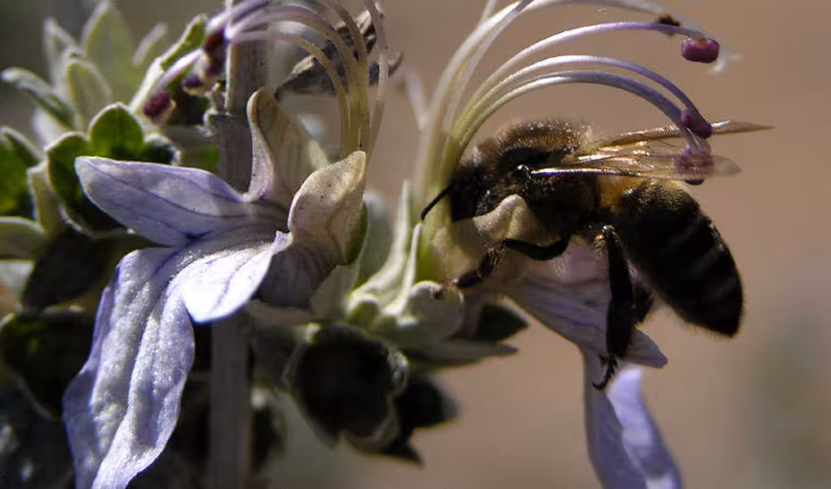 Abeja libando (Foto Junta de Andaluc&iacute;a)