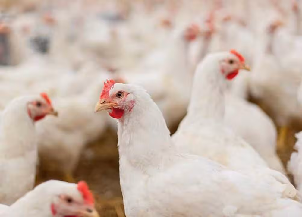 Gallinas en una granja av&iacute;cola (Foto Gobierno de CLM)