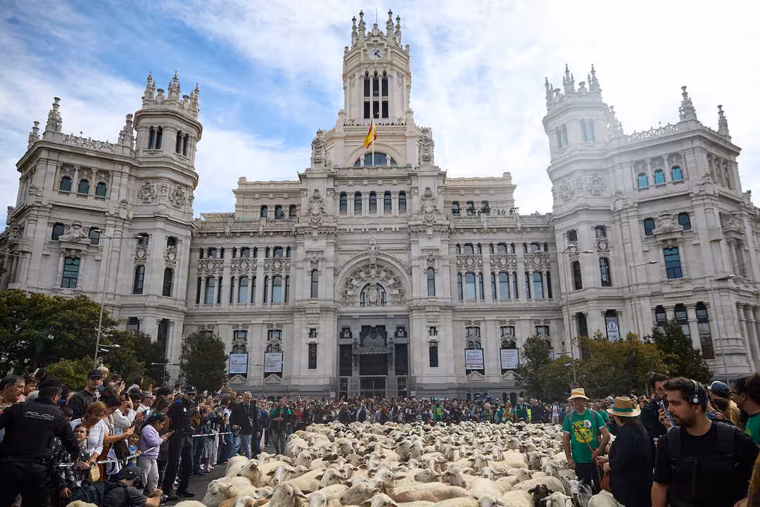 Paso de los reba&ntilde;os por la plaza de Cibeles durante la Fiesta del Pastor y de la Trashumancia (Foto Ayuntamiento de Madrid)