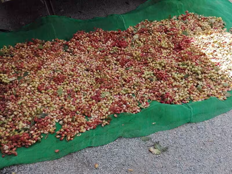 Recolecci&oacute;n de pistacho en una finca ecol&oacute;gica (Foto Appistaco)