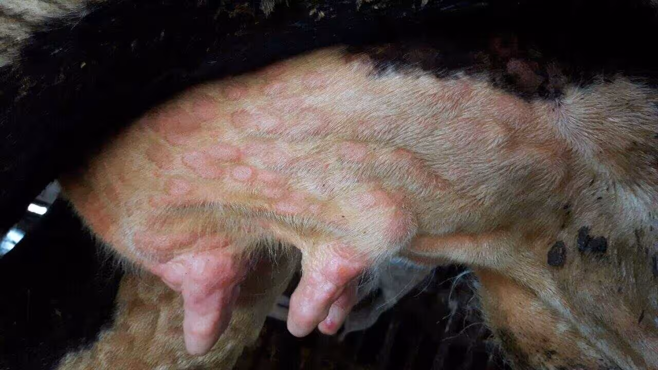 N&oacute;dulos en ubres en bovino con Dermatosis Nodular Contagiosa (Foto Tsviatko Alexandrov/MAPA)