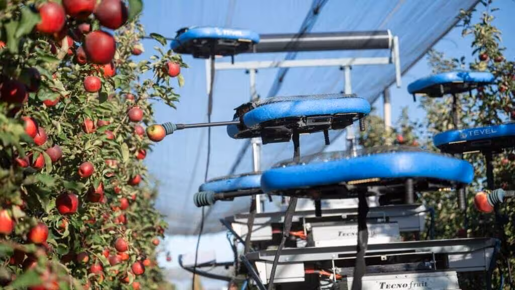 Robot con drones recolector de manzanas (Foto IRTA)
