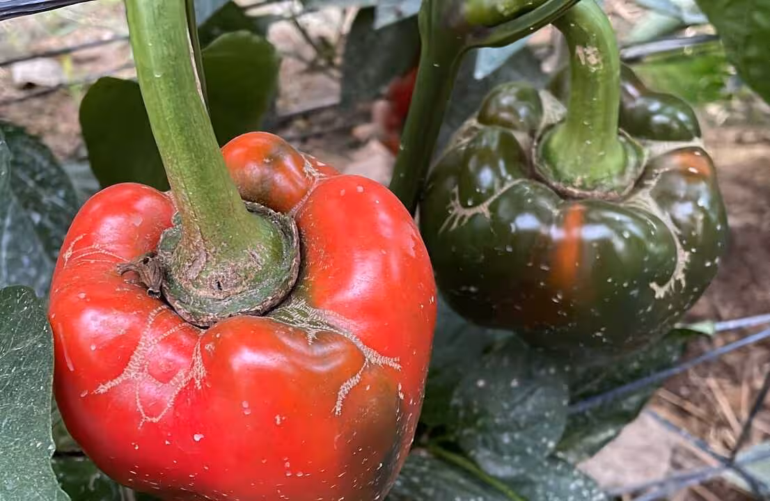 Da&ntilde;os en pimiento por Trips (Foto Junta de Andaluc&iacute;a)