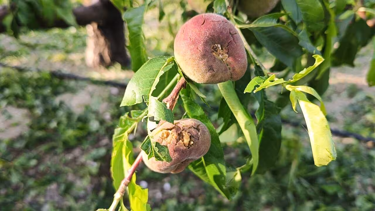Fruta de hueso da&ntilde;ada por el granizo (Foto CARM) Archivo