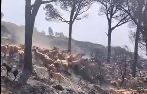 Reba&ntilde;o de cabra en La Pe&ntilde;a de Tarifa afectada por el incendio (Foto COAG C&aacute;diz)