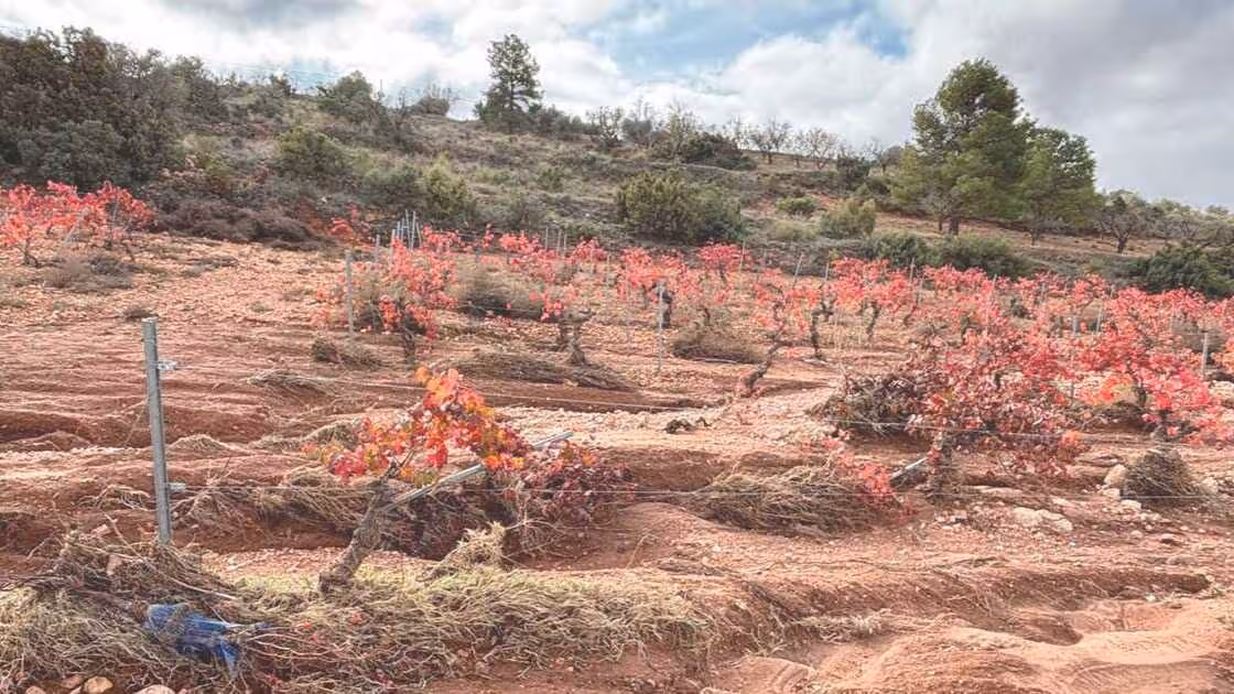 Vi&ntilde;as afectadas por la DANA, en Utiel (Foto Fademur Pa&iacute;s Valenciano)